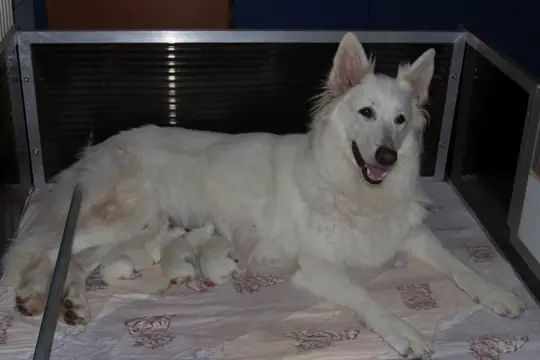 16 juli 2025 is Seven Sence moeder geworden van 4 pups 16 juli 2025 is Seven Sence moeder geworden van 4 pups